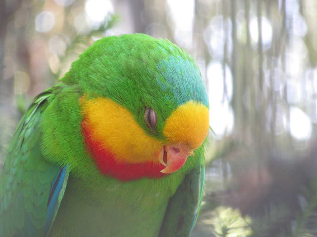 可爱的绿鹦鹉图片