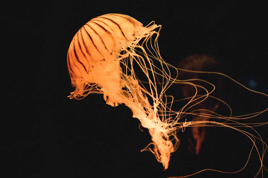 海底的水母图片