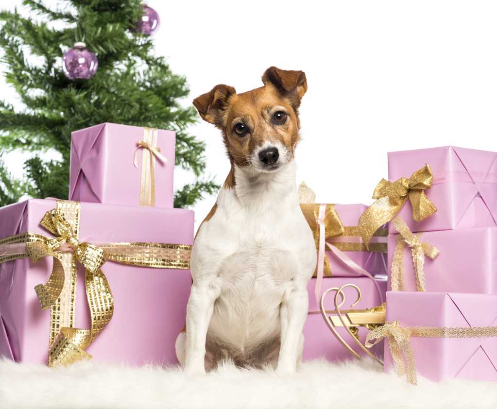 小狗与圣诞礼品图片