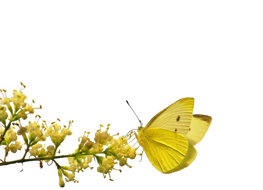 黄色花卉蝴蝶图片