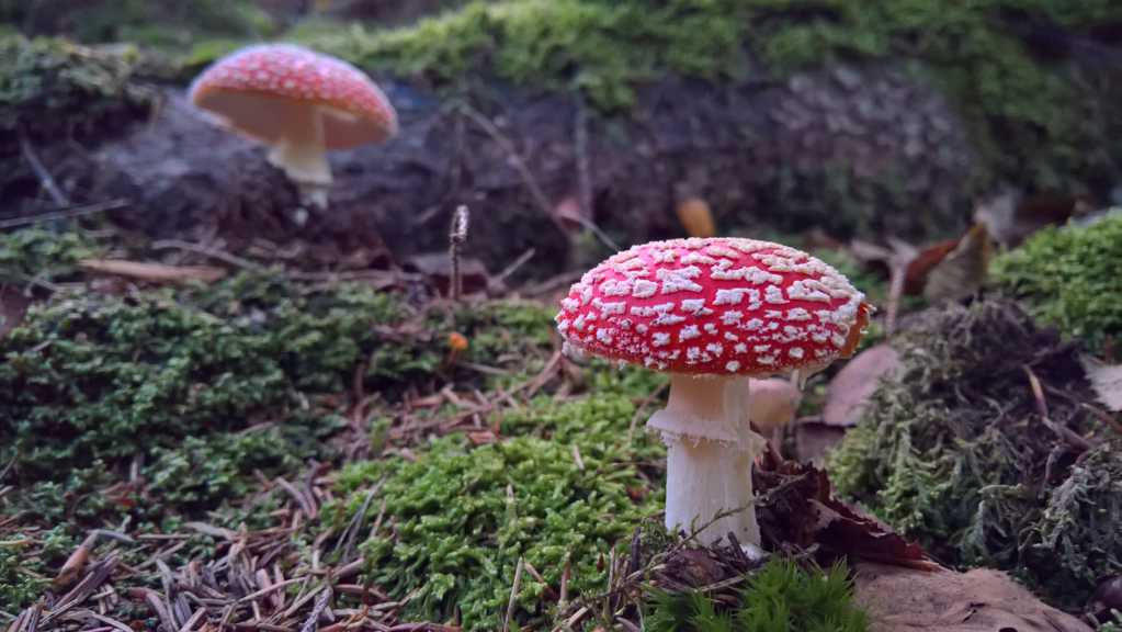 树林蘑菇图片