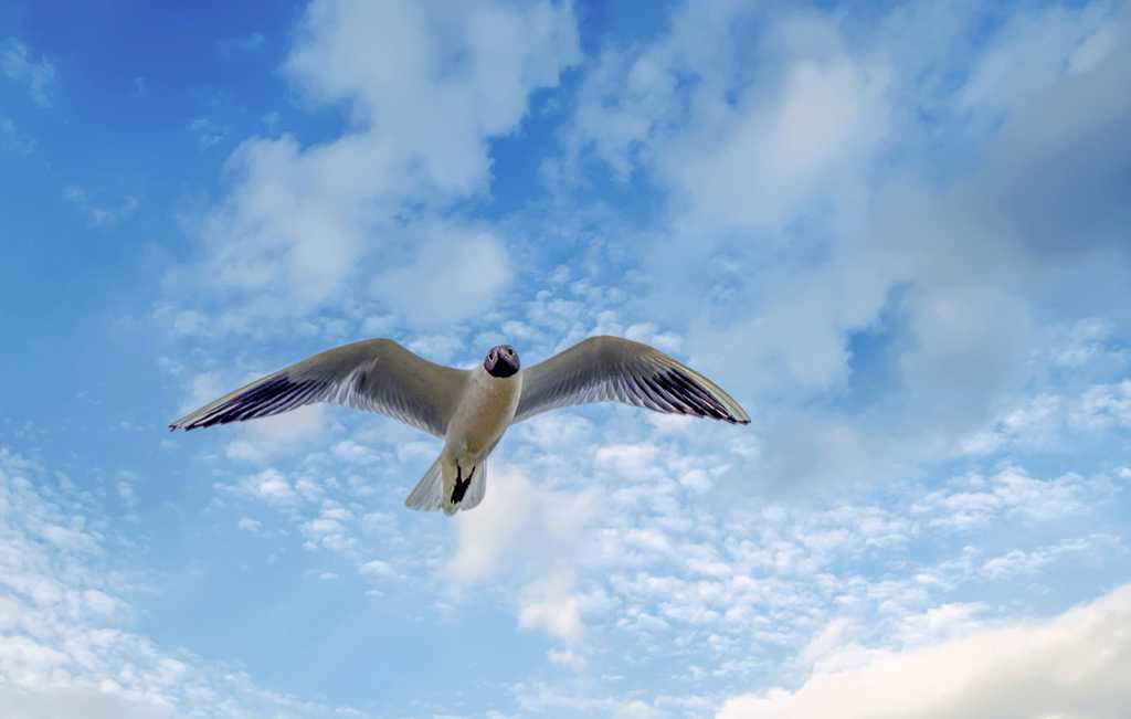 展翅遨游海鸥图片