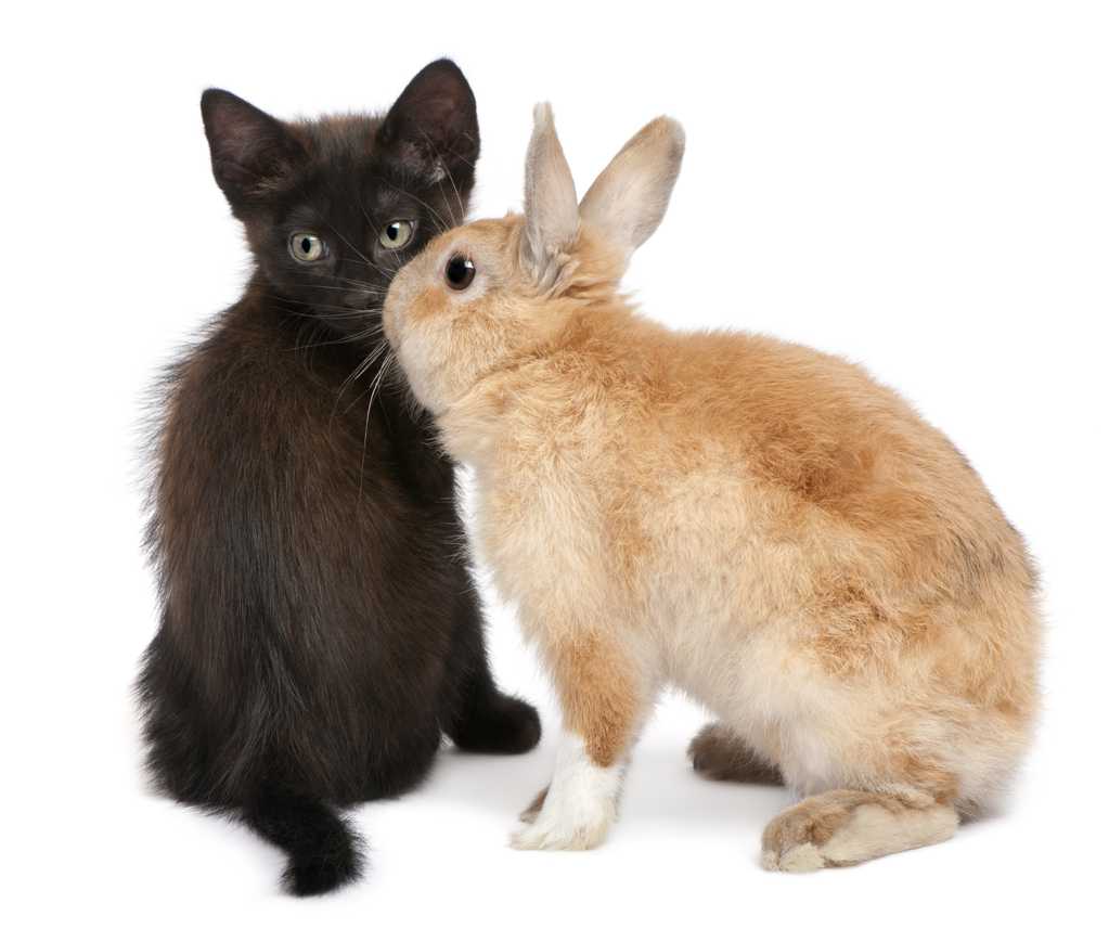 兔子与黑猫图片