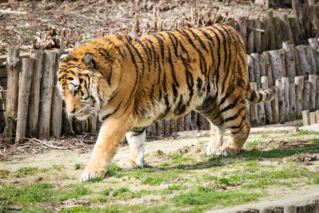 动物园里的大老虎图片