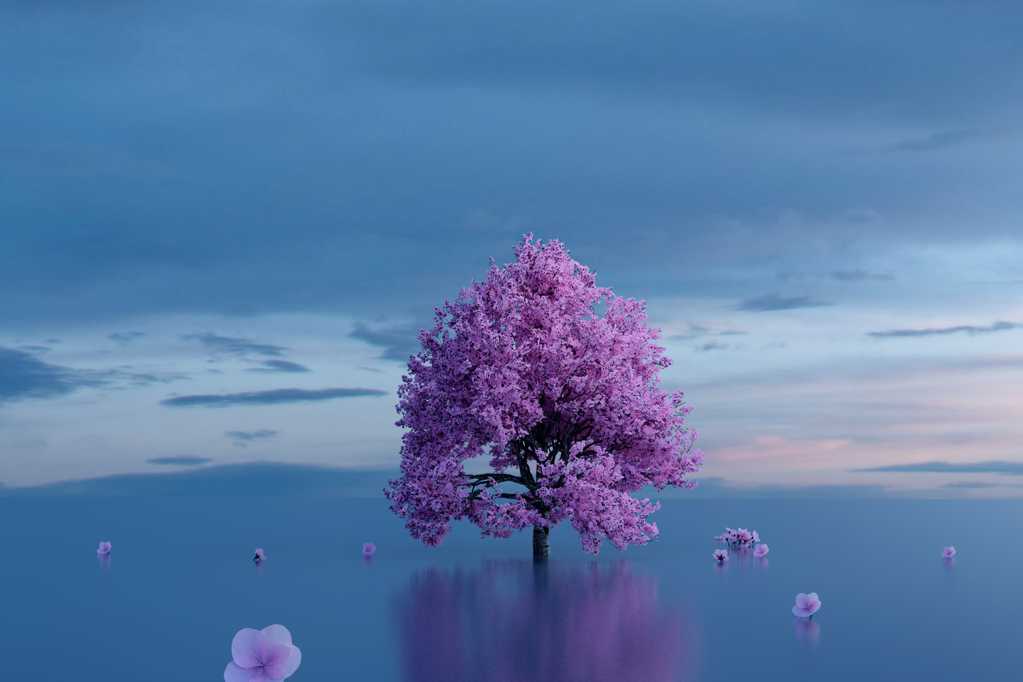 紫色树木唯美图片