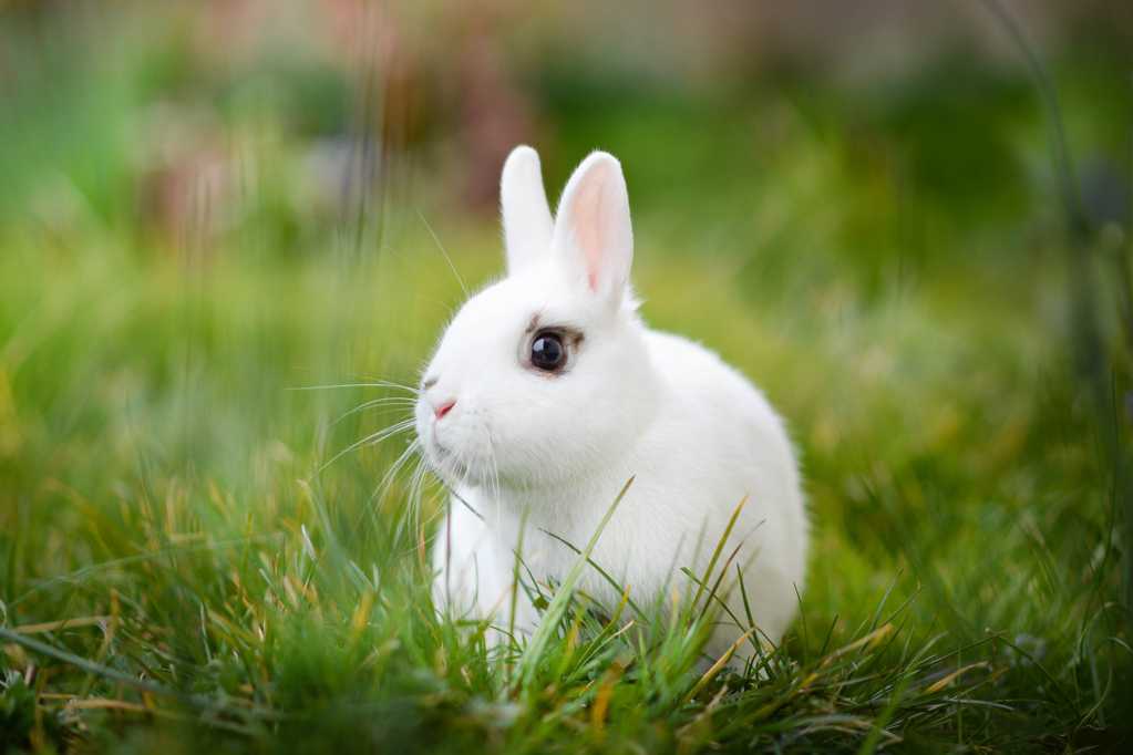 呆萌的兔子图片