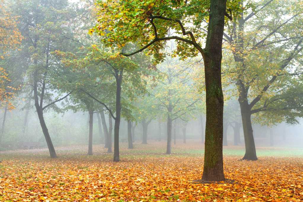 秋天树林落叶图片