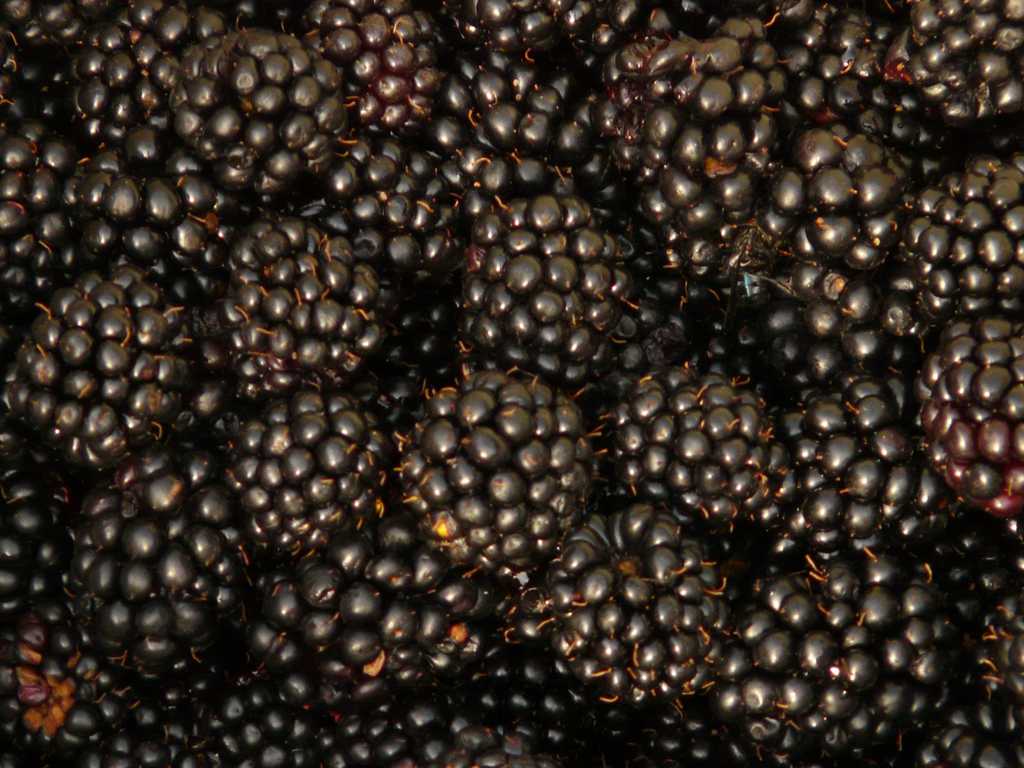 酸甜好吃的黑莓图片