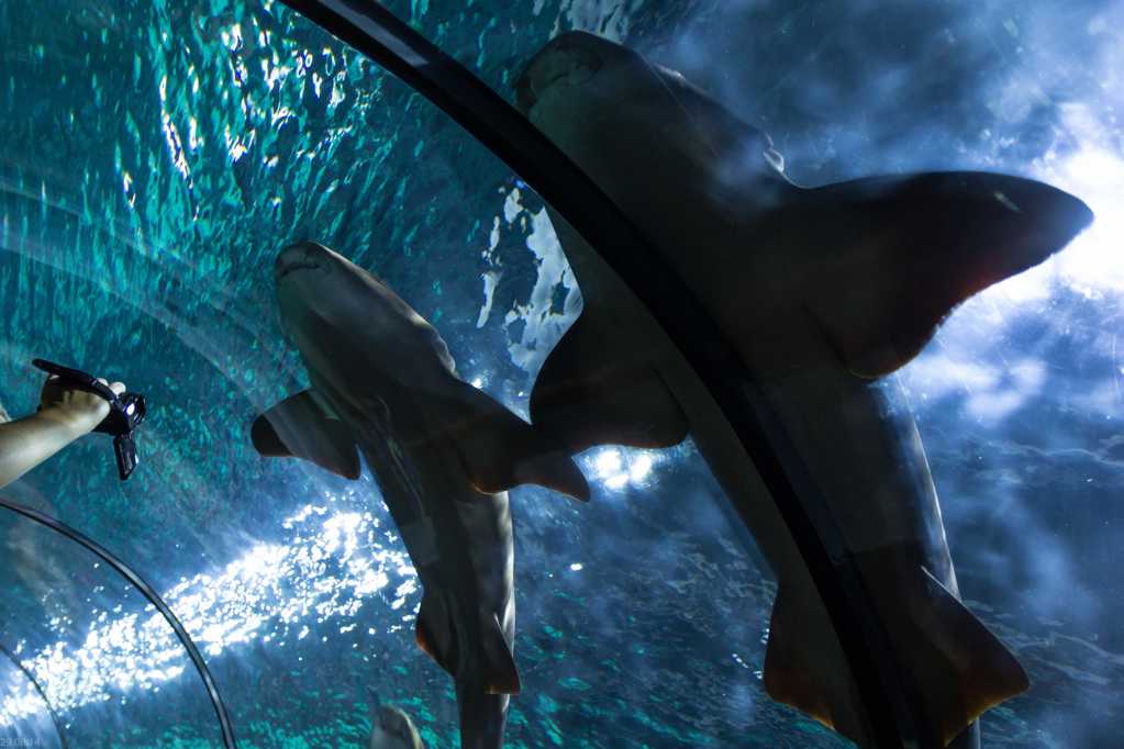 水族馆里的鲨鱼图片
