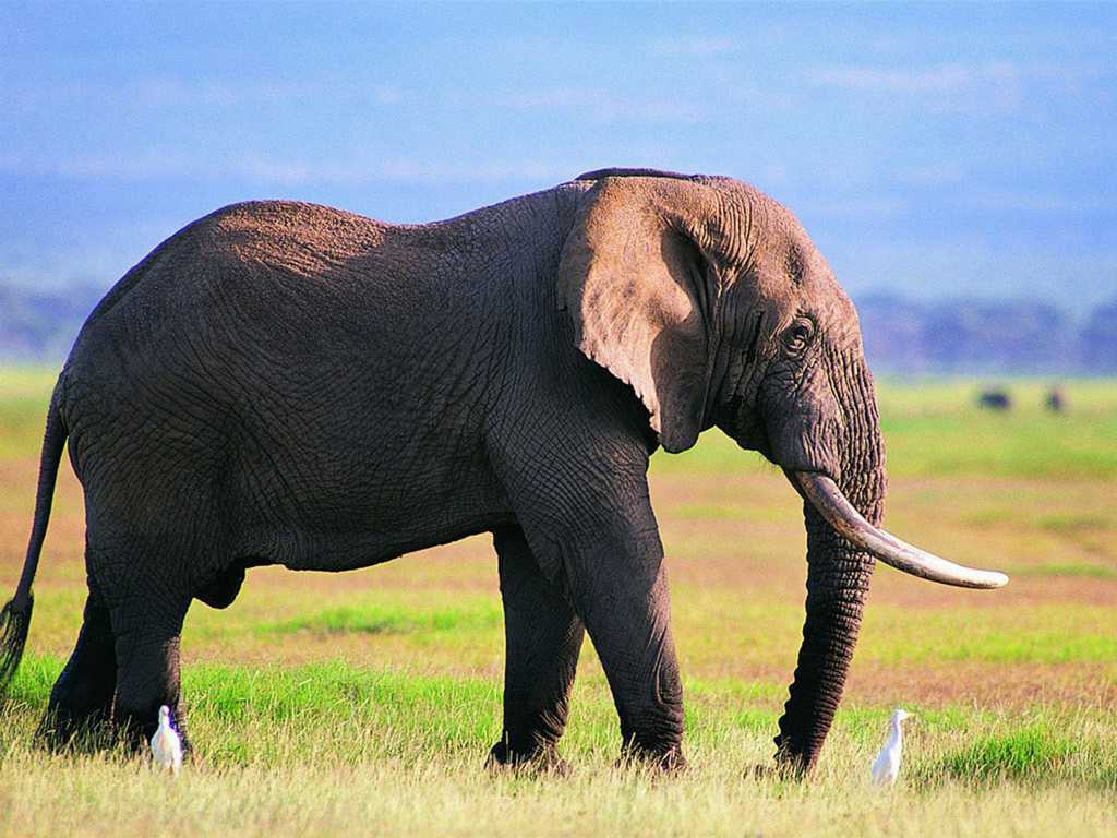 草坪上的大象图片
