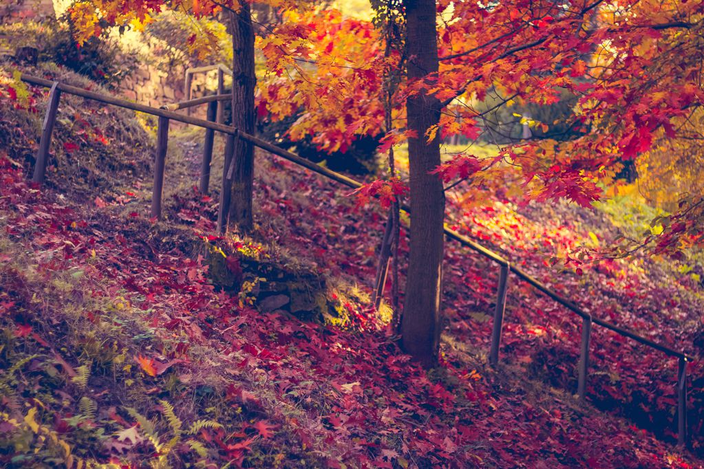 秋天红丛林图片