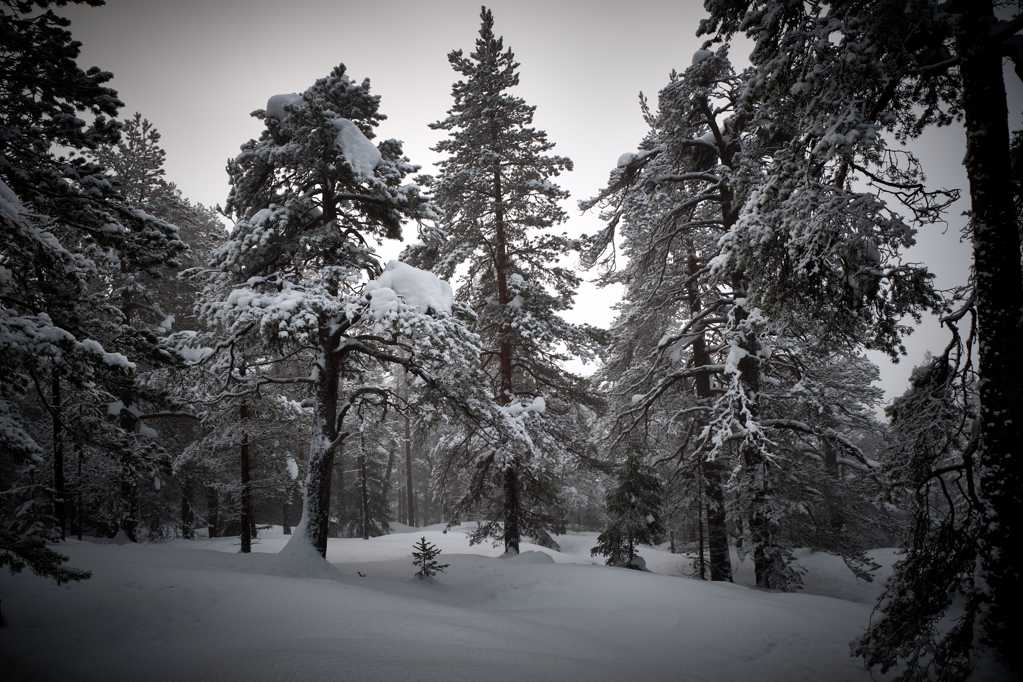 树林积雪风光