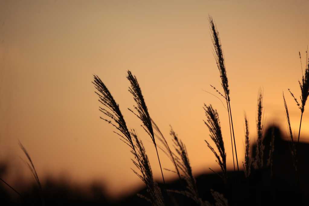 夕阳下的芦苇图片
