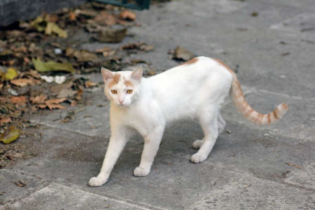 白色野猫图片