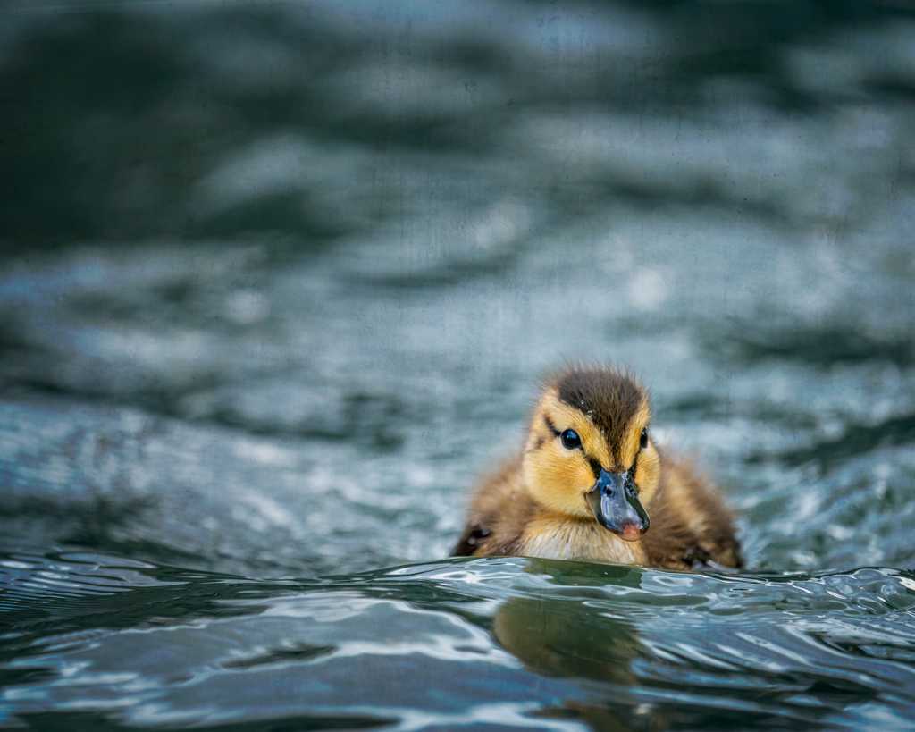 小鸭游泳图片