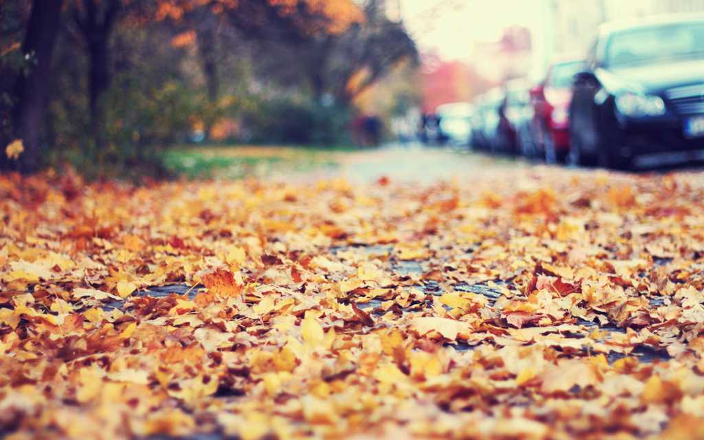 秋季落叶景色图片