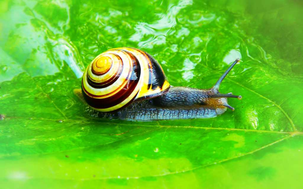 绿叶上的小蜗牛