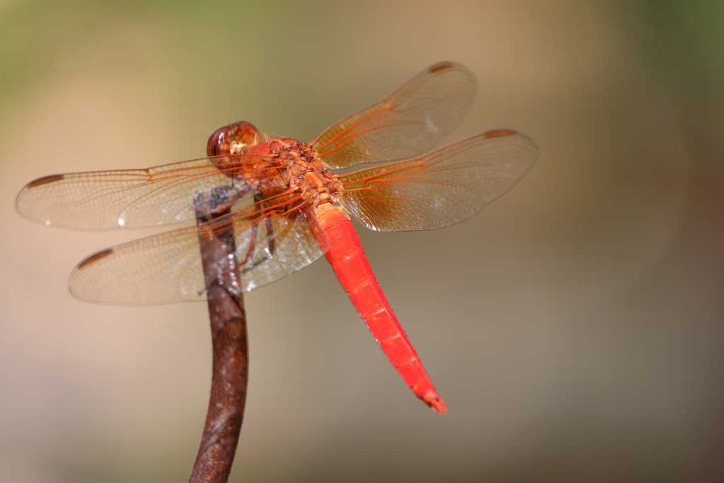 休憩的红蜻蜓图片