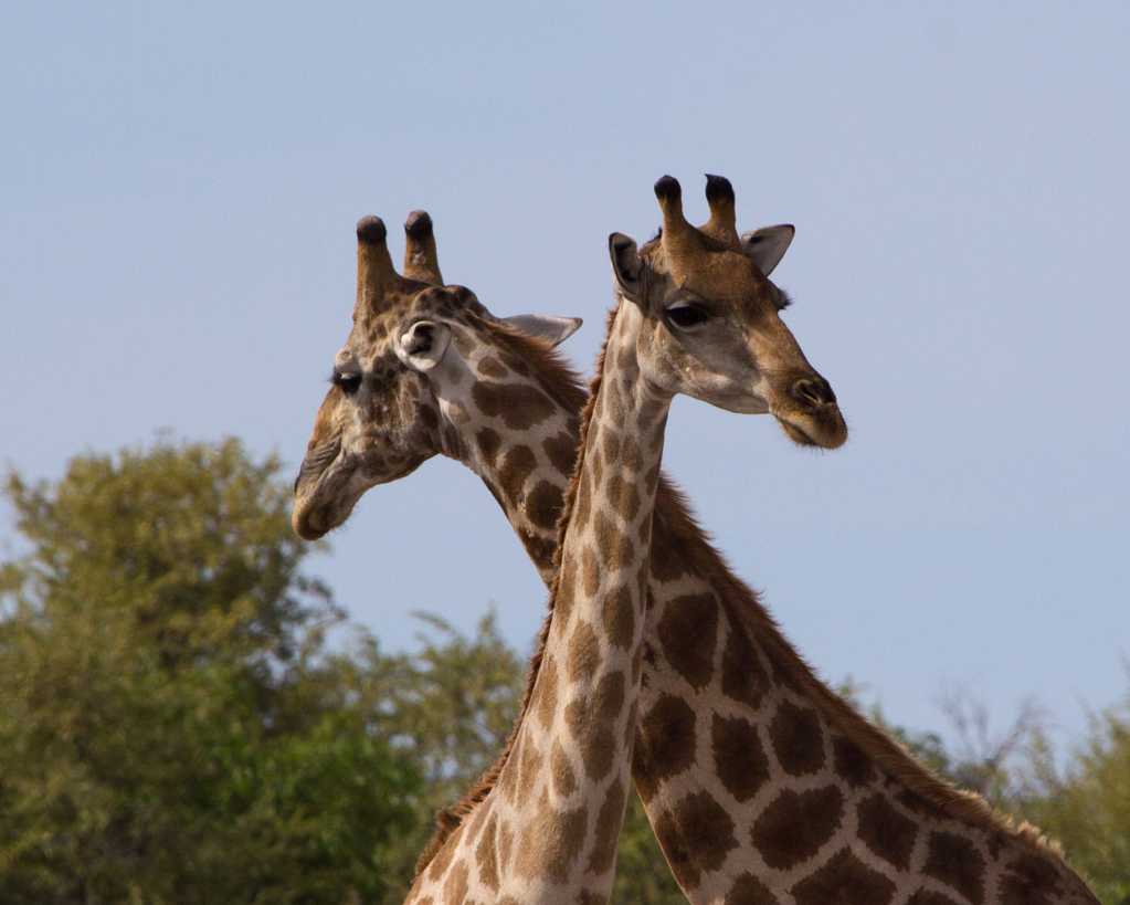 动物园的长颈鹿图片