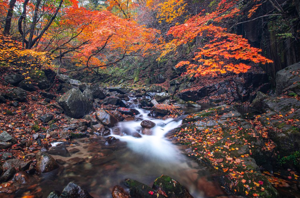 秋天丛林小溪景色图片