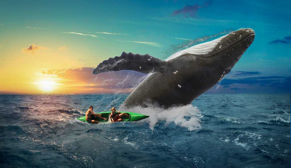 跃出水面的大鲸鱼图片