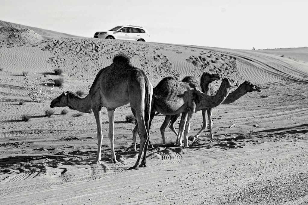 大漠上的骆驼图片