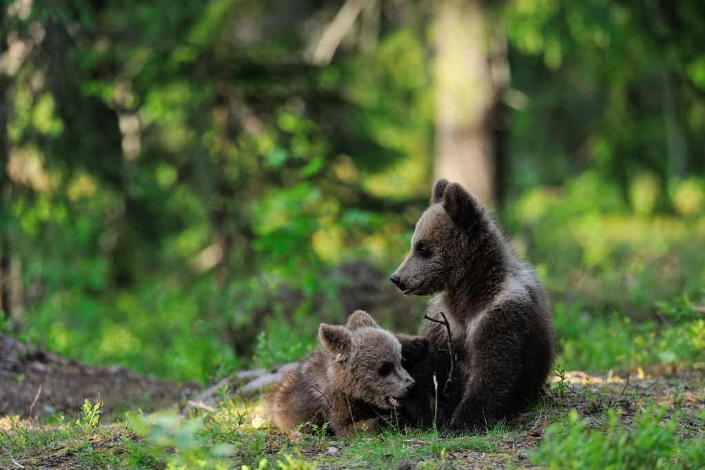 树林中的棕熊图片
