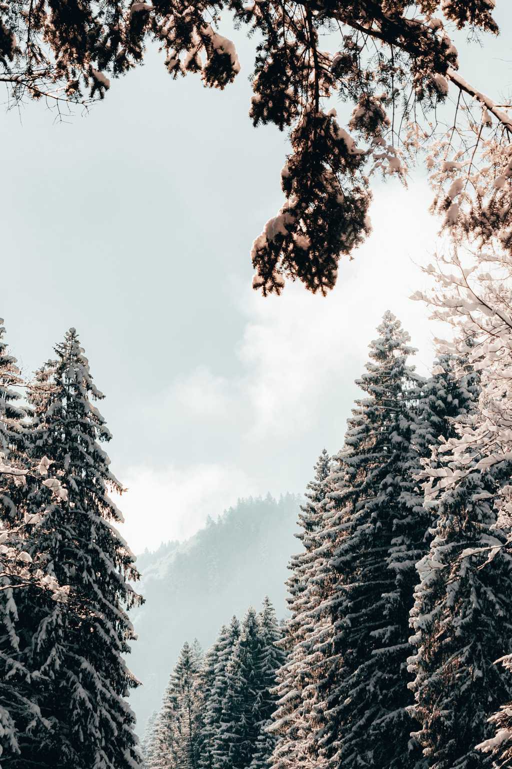 冬天雪松树木图片