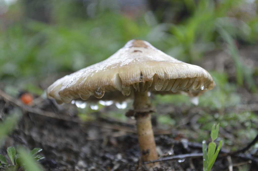 雨后的白蘑菇图片