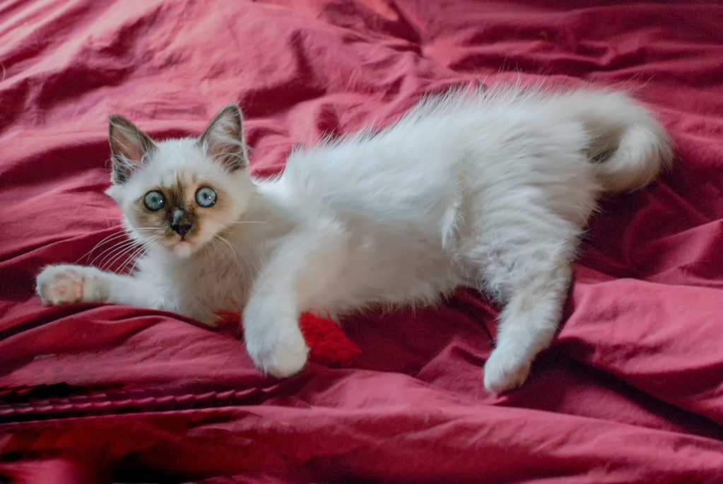 纯白色萌宠猫图片