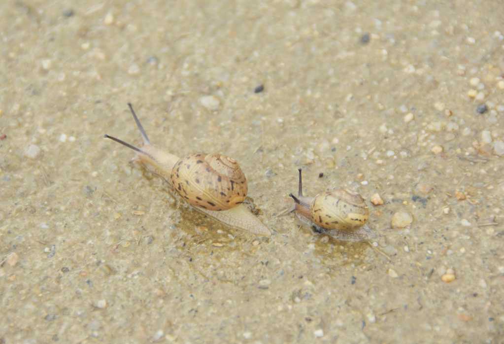 大蜗牛和小蜗牛图片