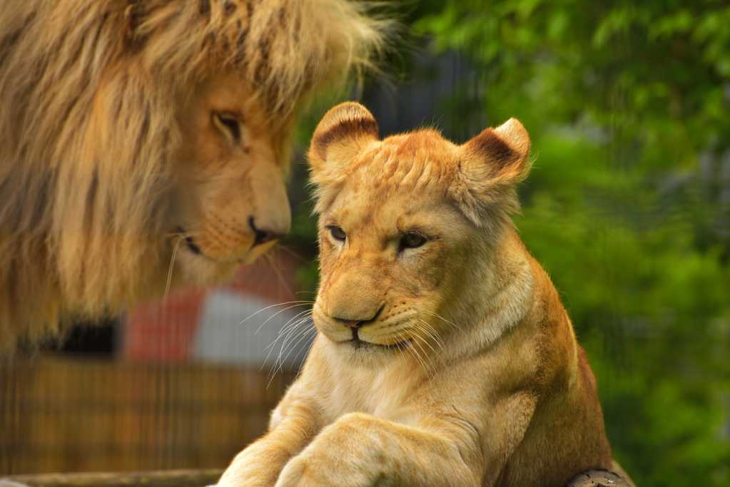 母狮子与小狮子图片