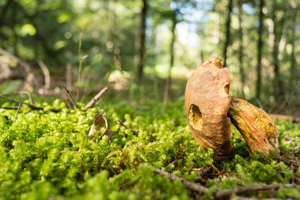 森林野生蘑菇图片