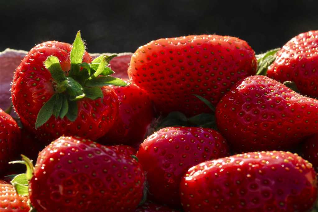 成熟的红草莓图片