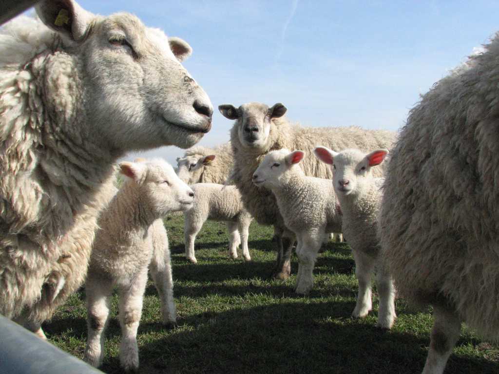 牧区里的羊群图片