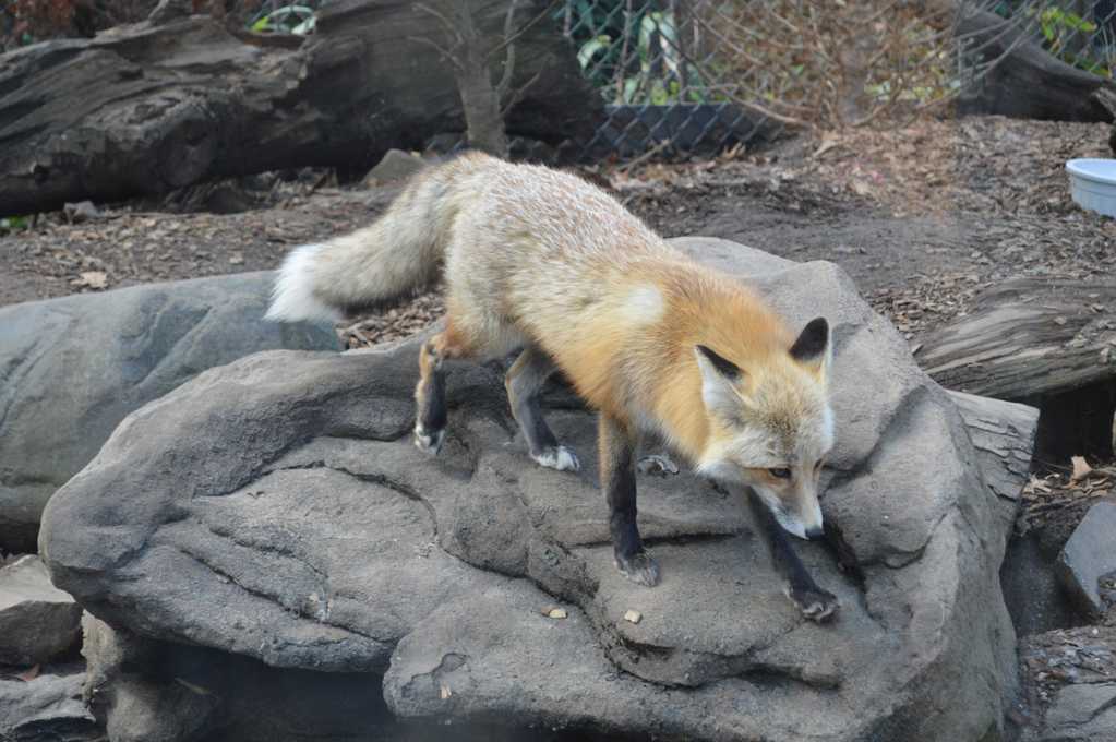 动物园里的狐狸图片