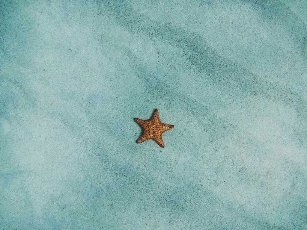 沙滩的海星图片