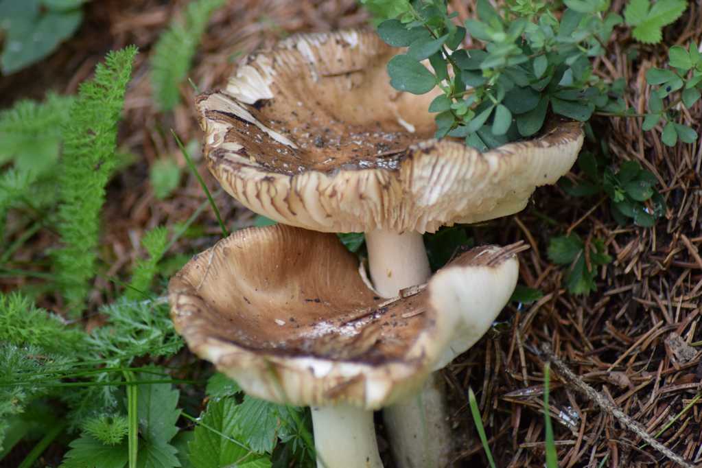 野生菌菇图片