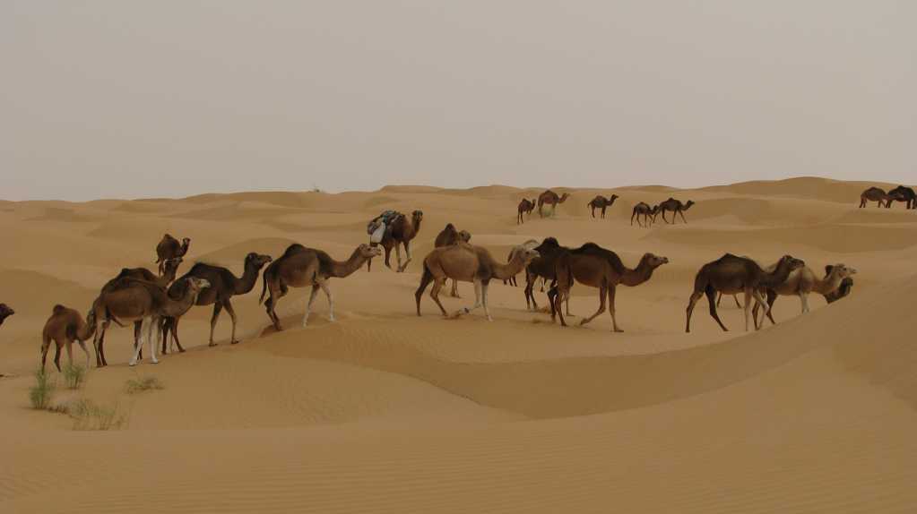 大漠骆驼队图片