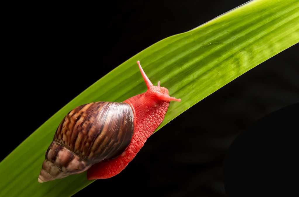 红蜗牛图片