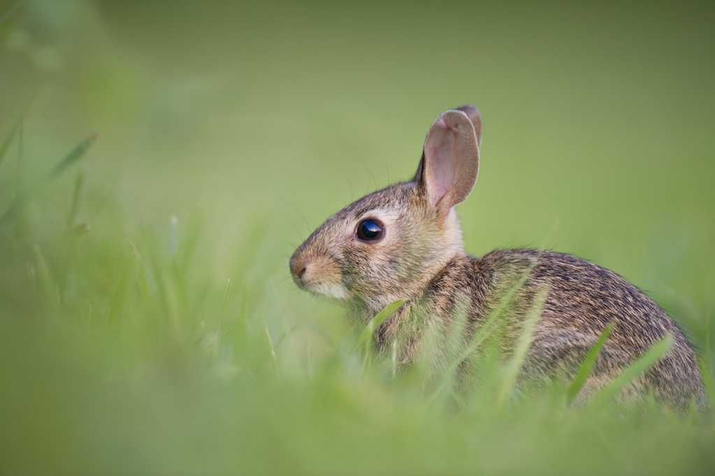 草场小兔子图片