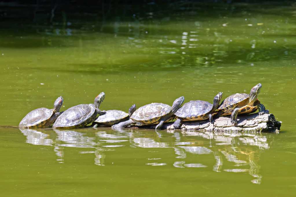 一排海龟靠岸