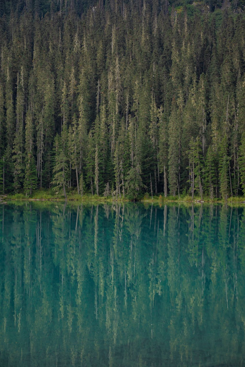 蓝色湖水和绿色森林图片