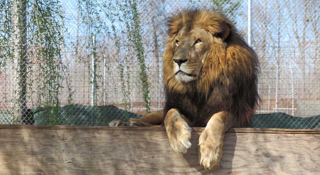 休憩的狮子王图片