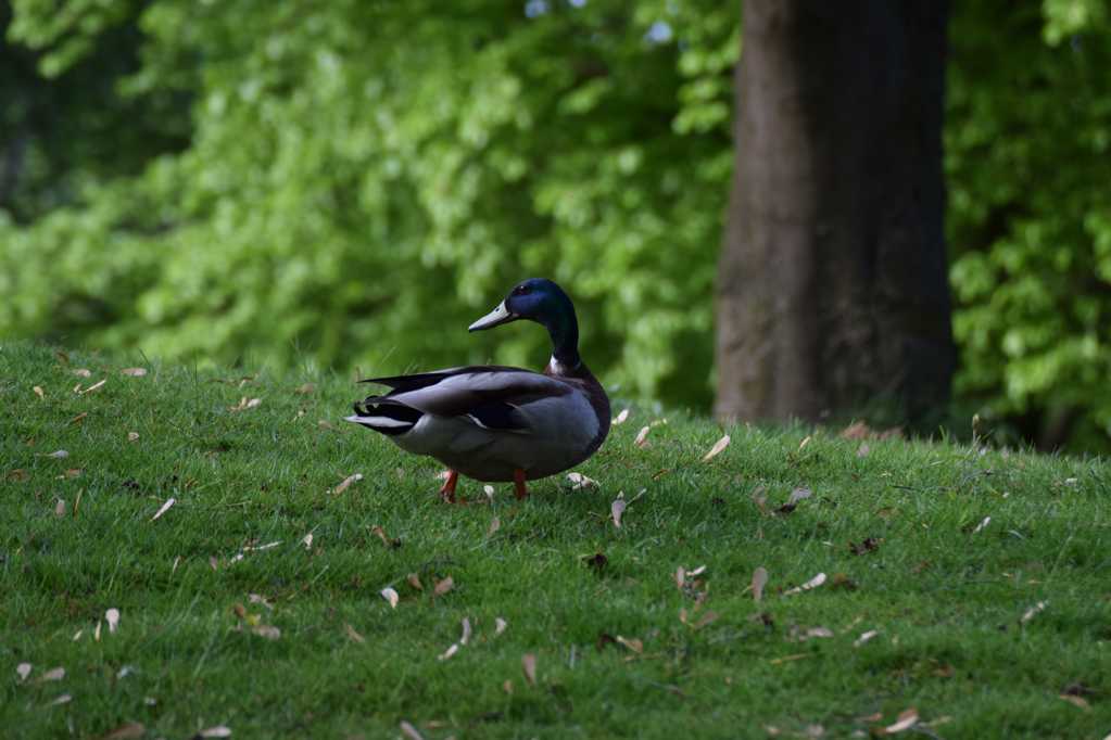 草坪上的鸭子图片