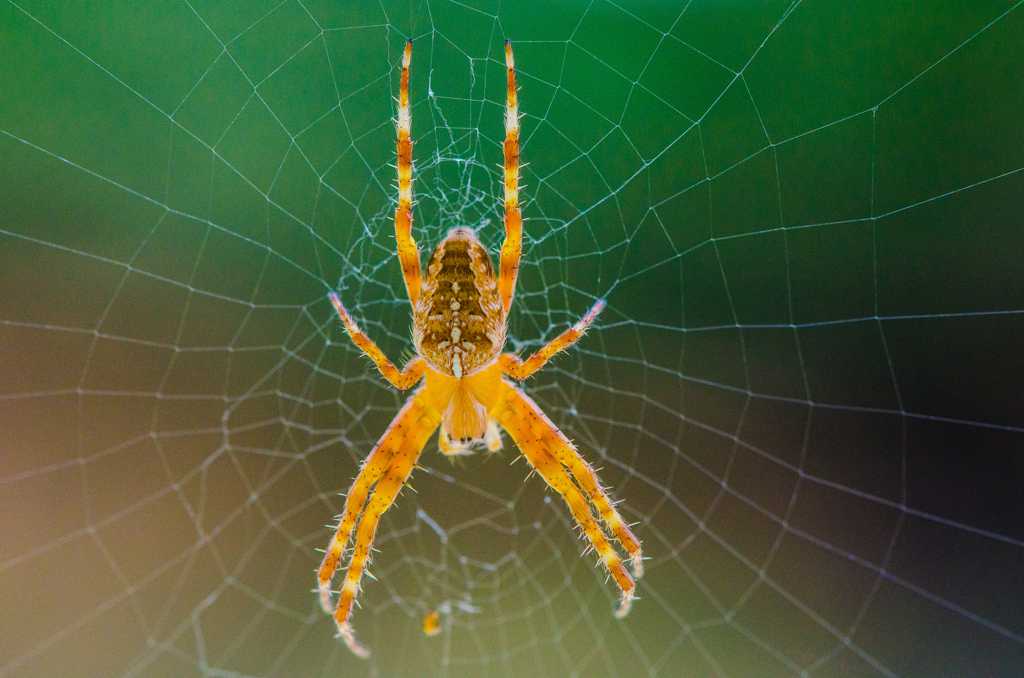 蜘蛛网上的圆蛛图片