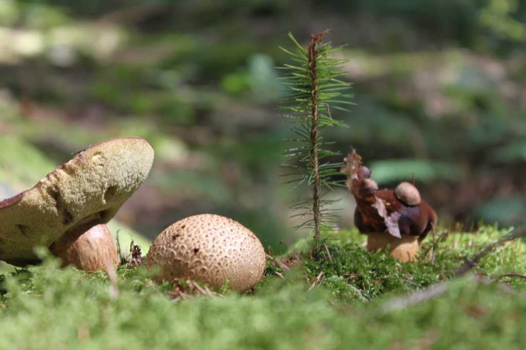 野生草原蘑菇图片