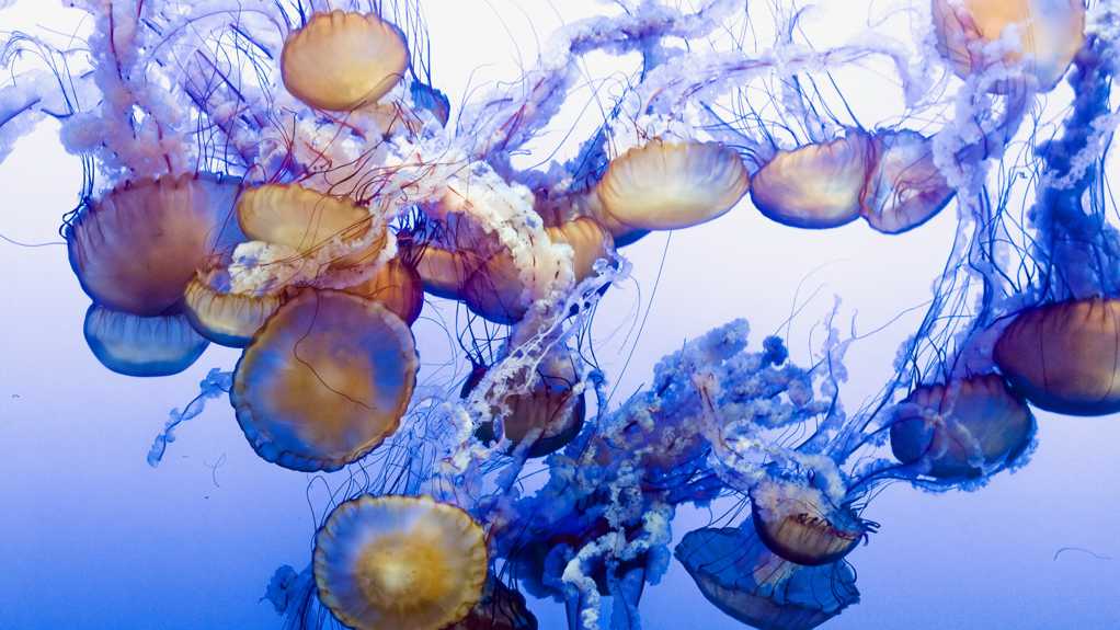 海底的水母群
