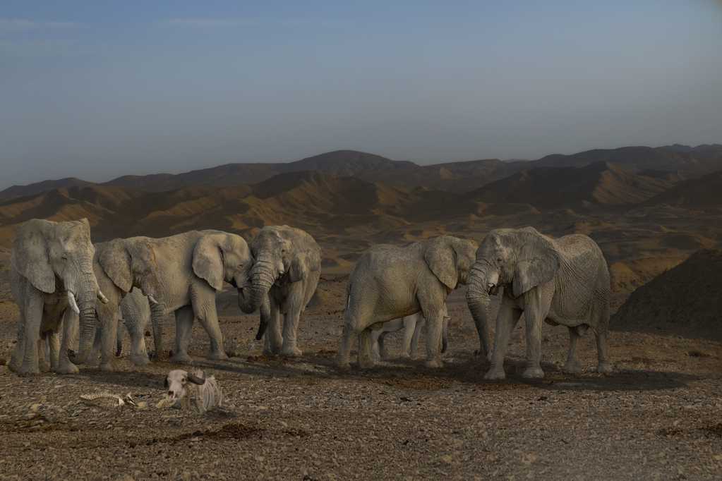 戈壁野生大象群图片