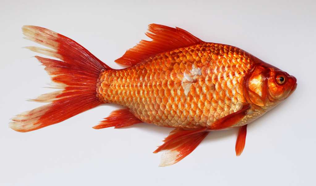 红色的金鱼图片
